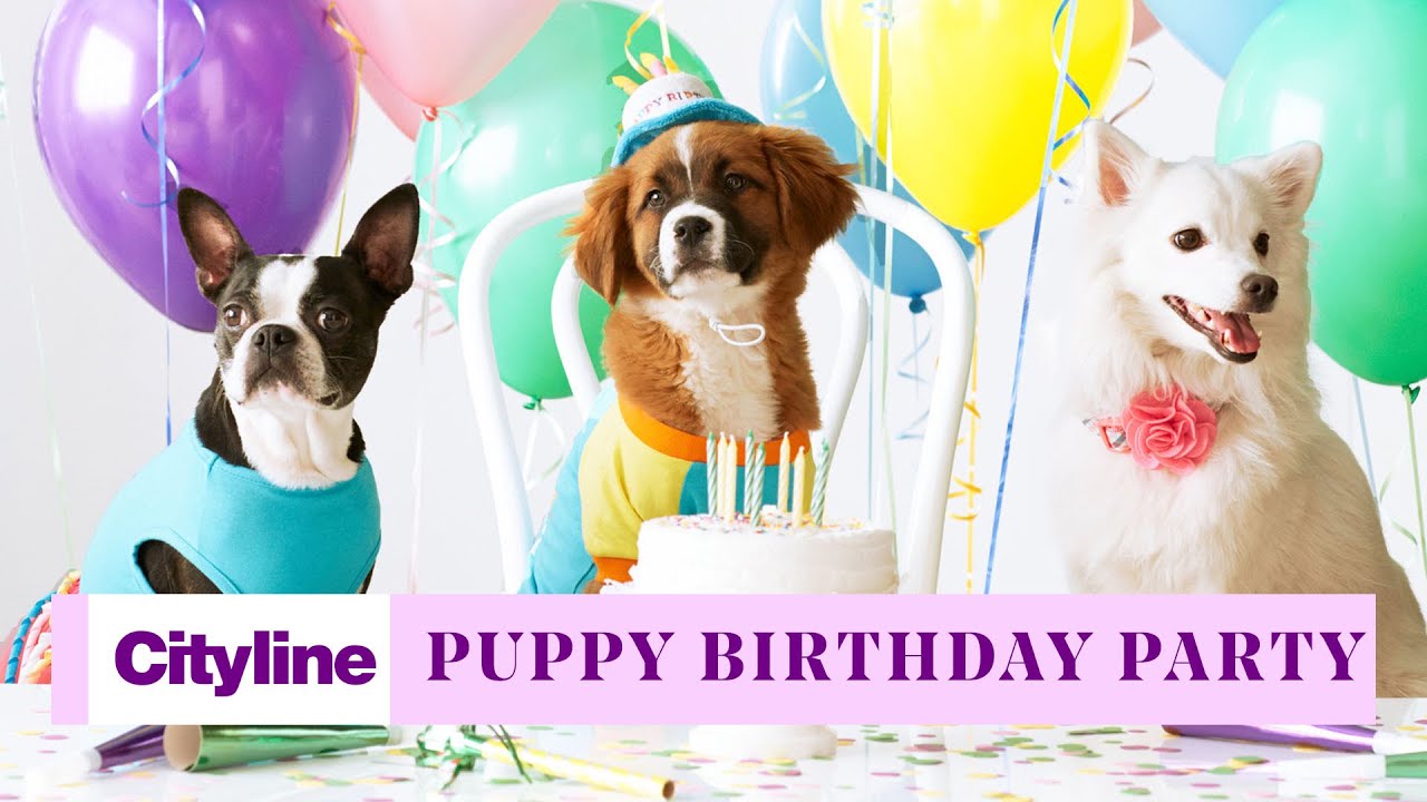 How to throw your dog a puppy birthday party