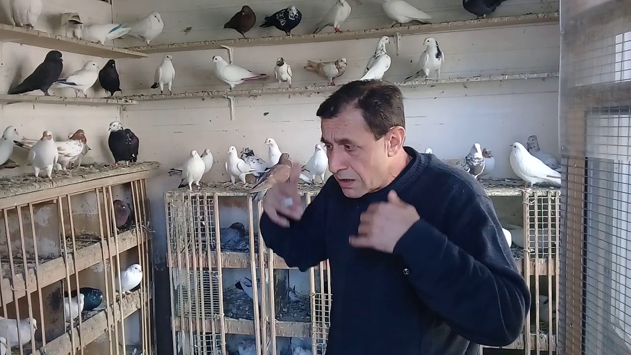 Совет от Гагика 35. Про селекции голубей!