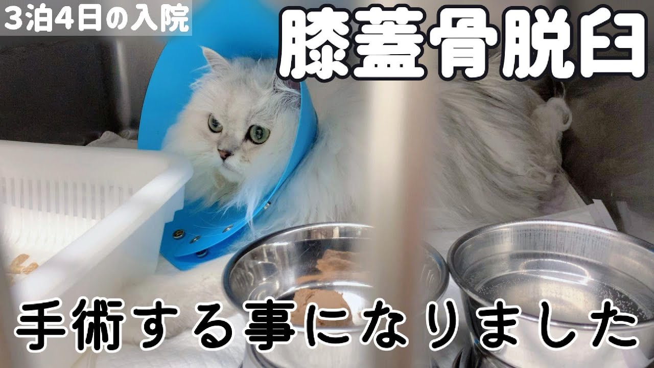 【膝蓋骨脱臼】手術する事になりました。