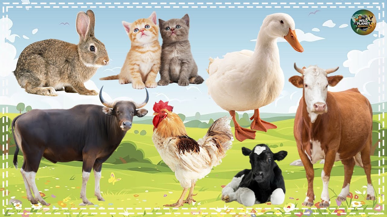 Animal Moments: Rabbit, Cat, Duck, Buffalo, Chicken, Cow - Animal Sounds
