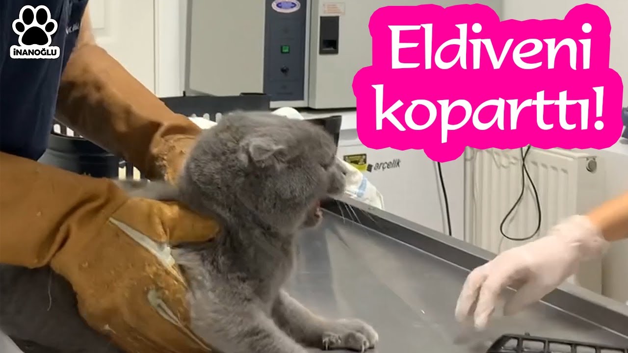AŞI OLMAK İSTEMEYEN KEDİNİN SALDIRISI! ( CAT ATTACK! )