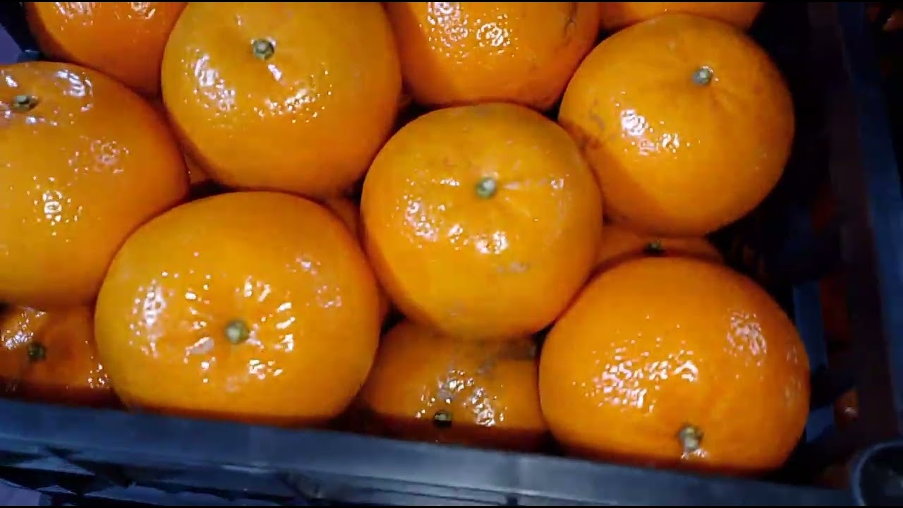 Fresh Maradin Ready for Export specialist exporter Yasir Ghani 