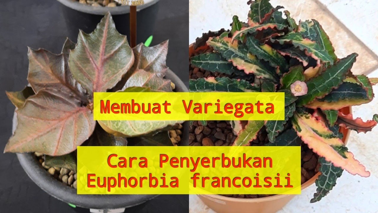 Membuat Variegata. Cara Penyerbukan Sukulen Euphorbia francoisi