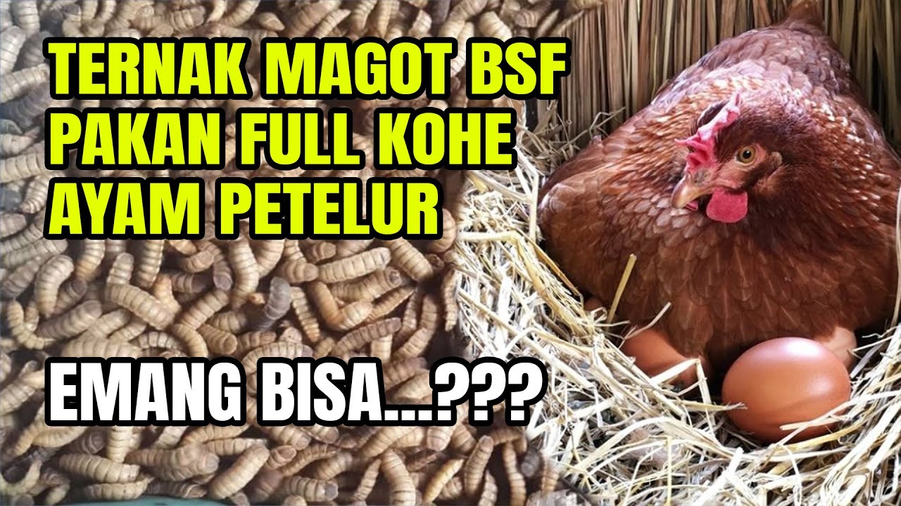 Ternak Magot BSF pakan full kohe ayam petelur / Link telur maggot BSF di deskripsi