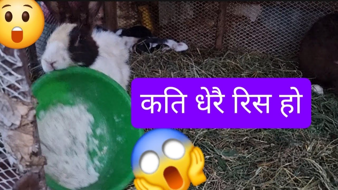 #rabbit