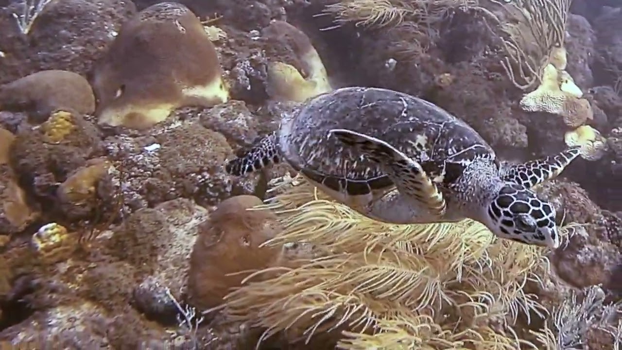 Scuba diving at Sandals Barbados