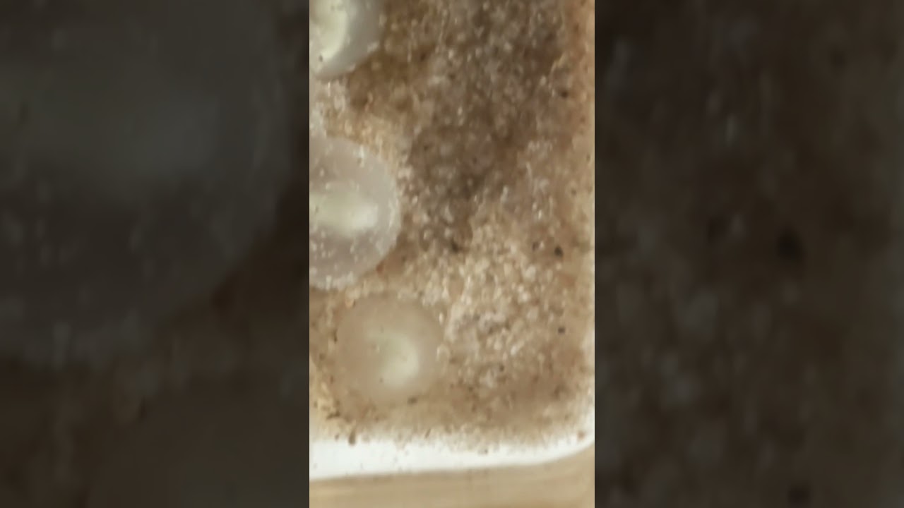axolotl spawn starting to hatch