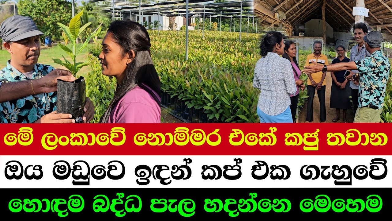 Sri Lanka’s No.1 Cashew Nursery | How to Pick the Perfect Cashew Plant