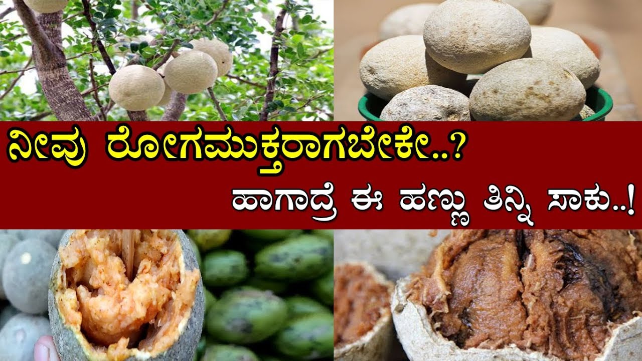 ನೀವು ರೋಗಮುಕ್ತರಾಗಬೇಕೇ..? ಹಾಗಾದ್ರೆ ಈ ಹಣ್ಣು ತಿನ್ನಿ ಸಾಕು..! / Amazing benefits of eating Wood Apple..!