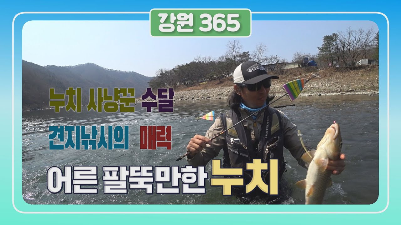 [강원365]홍천강 견지낚시-견지낚시 달인 수달이 보여주는 견지클래스