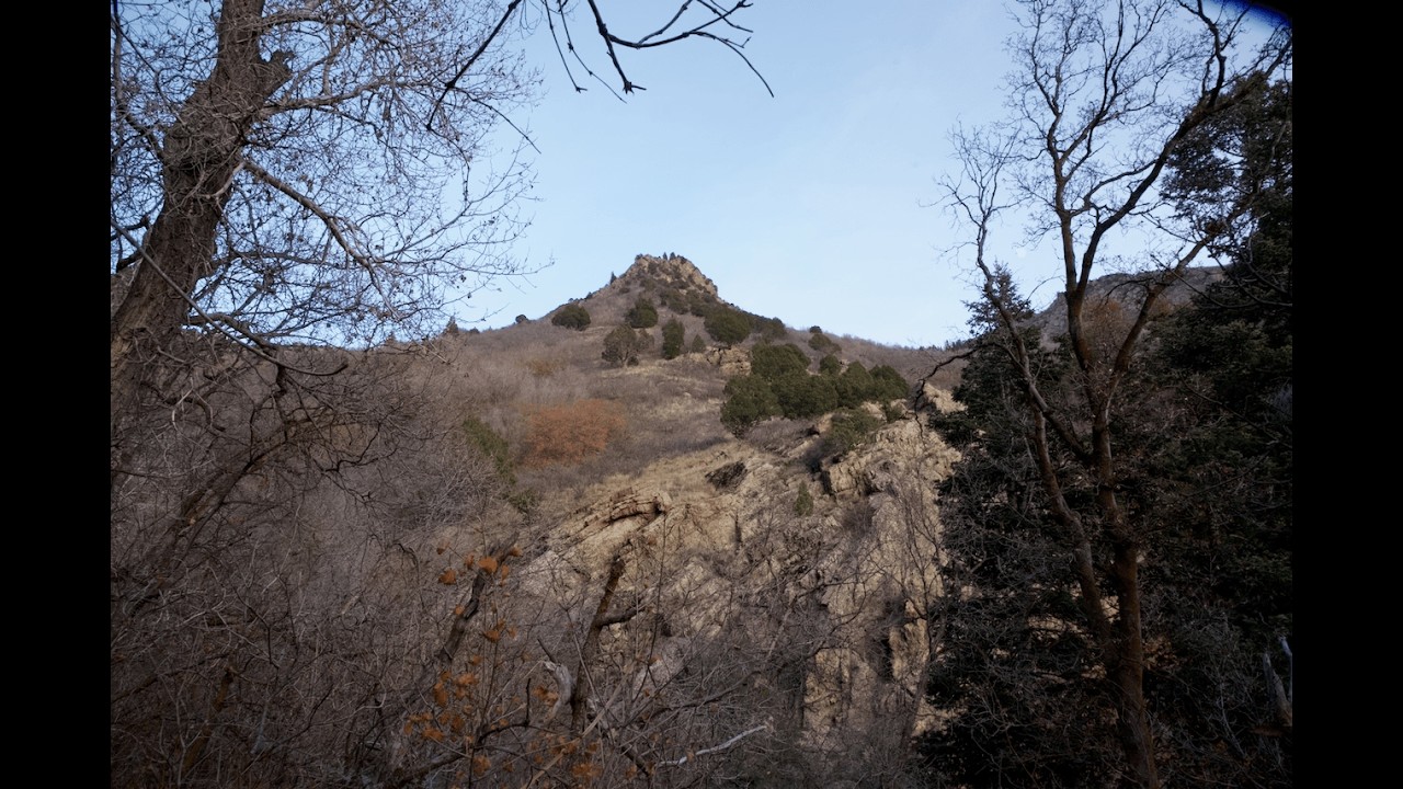 Early winter botany in the Wasatch