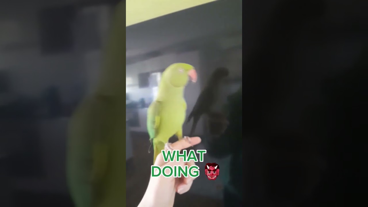 blob #bird #parrot #birdmum #talkingparrot #cutebirds #kermit #foryou #viral #indianringneck