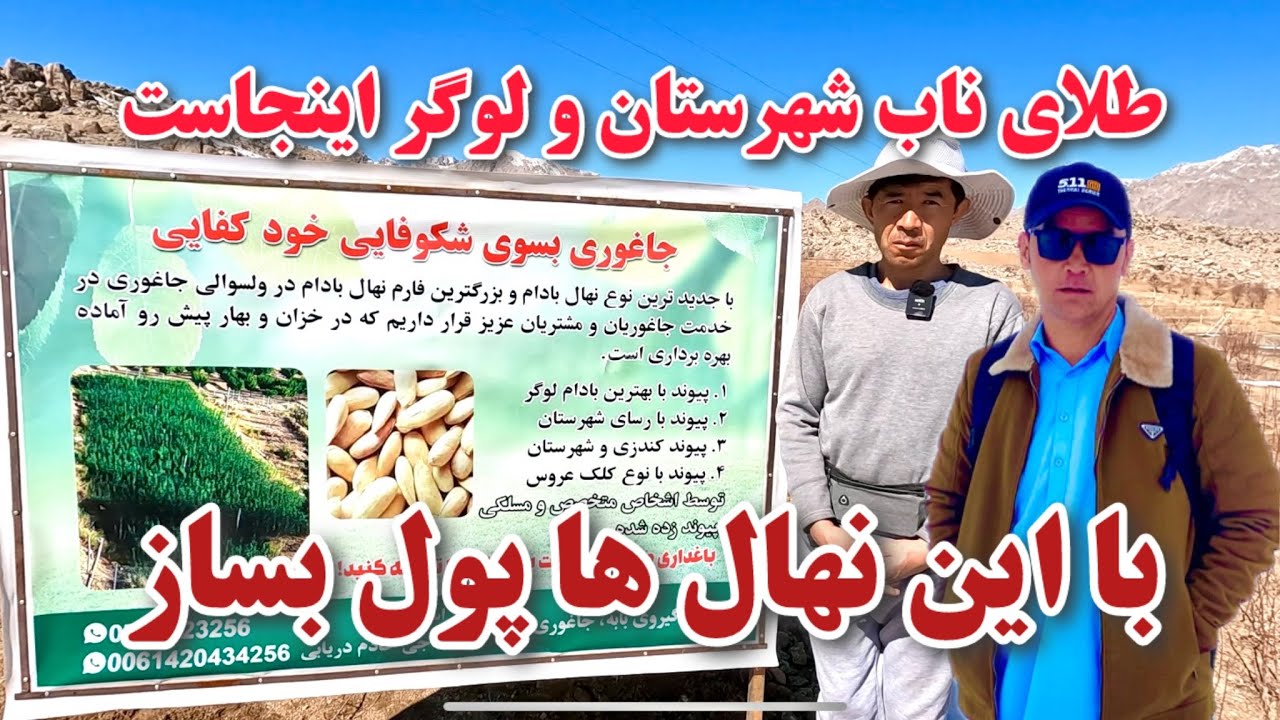 فروش نهالخانه ۳۵۰۰۰۰ دالری جاغوری🙏بزرگترین قوریه نهال جاغوری آماد فروش