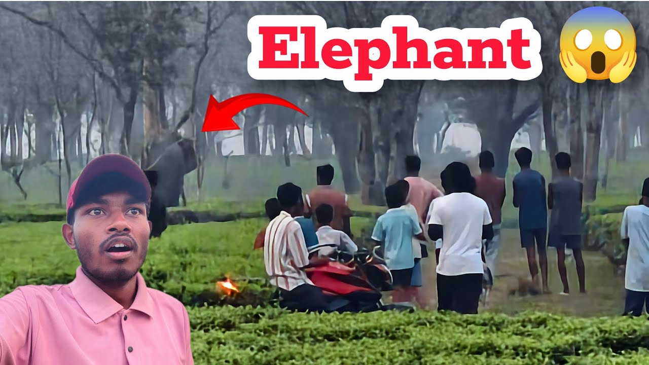 3 Bja Elephant 😱// Khtra Badka Hik 🐘//