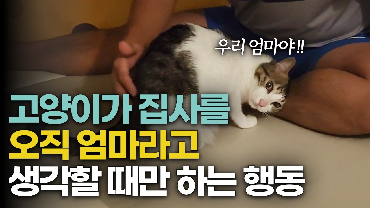 고양이의 이 행동은 집사를 너무 사랑해서 하는 행동이에요 l 집사를 엄마로 생각할 때