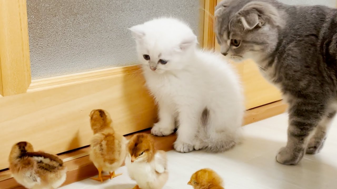 Here is the daily life of kittens and chicks.