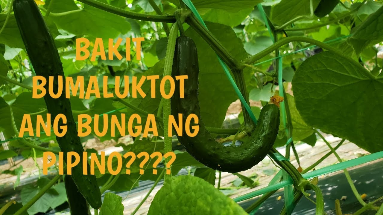 Bumaluktot o Curl na Bunga ng Pipino.