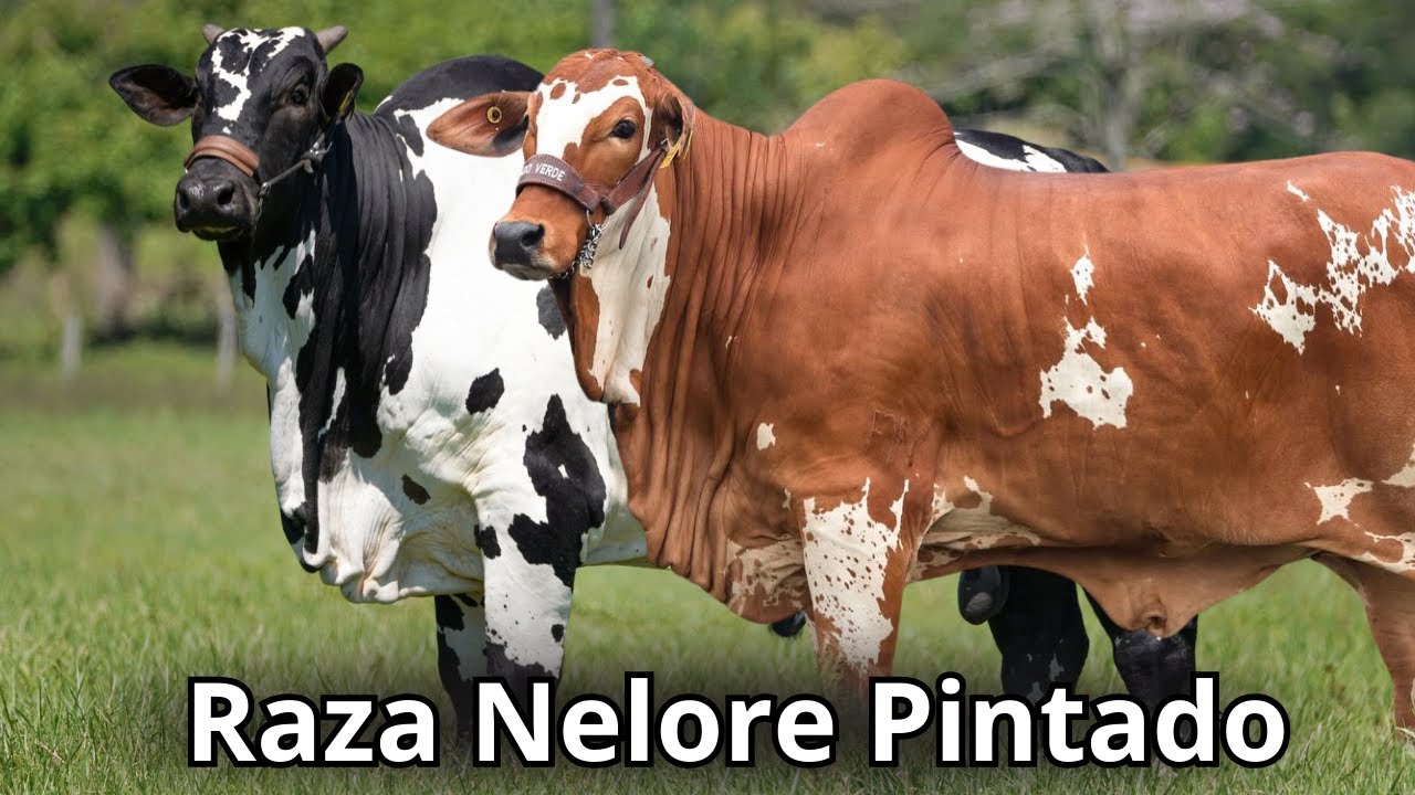 Raza Bovina Nelore pintado: La Obra Maestra Viviente en la Ganadería de Brasil.