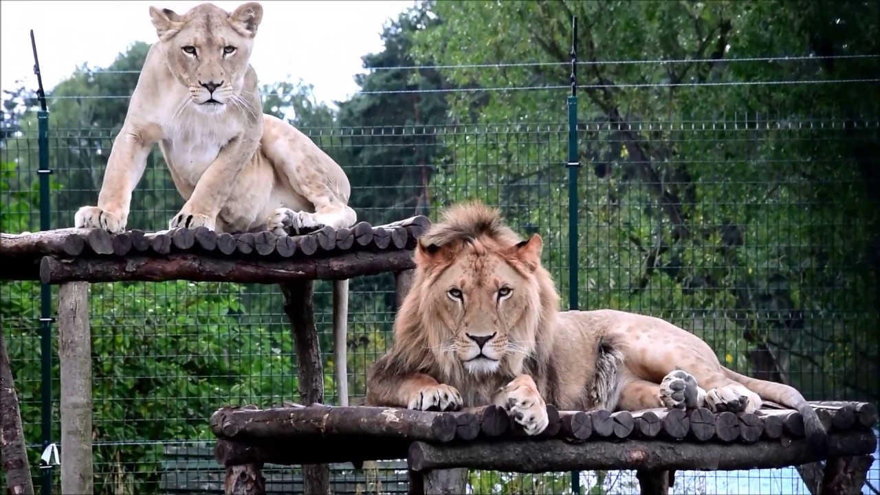 Zapowiedź nowego sezonu w poznańskim zoo