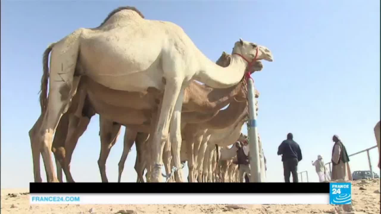 Qatar's racing camels: Luxury lives to ensure sporting success