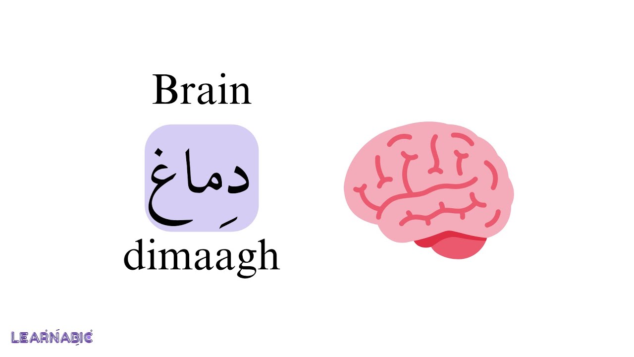 Learn the names of body parts in Arabic | In one lesson