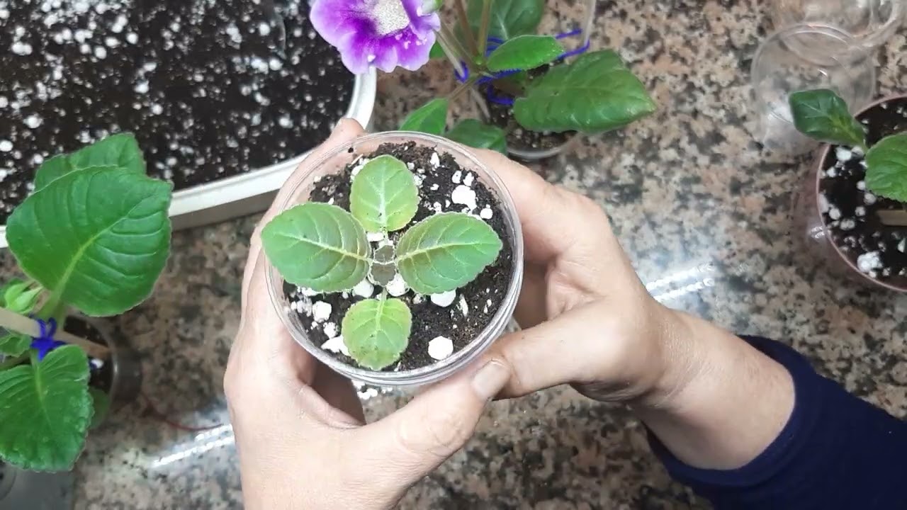 gloksinya bakimi #çiçek #çiçeksepeti #menekse #menekşebakımı #africanviolets #çiçek