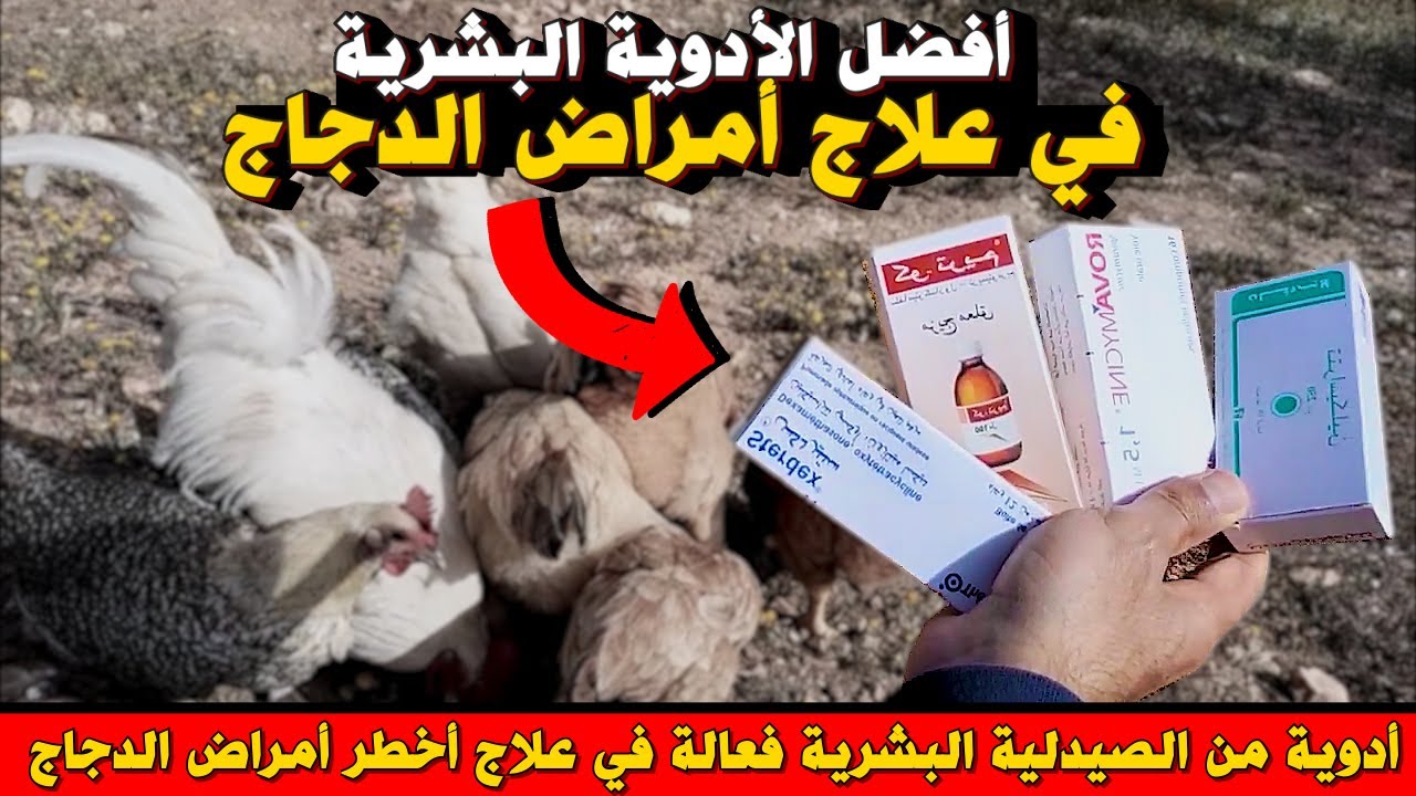 6 أدوية بشرية رخيصة و فعالة في علاج أغلب أمراض الدجاج💯🐔 حلقة مهمة في مشروع تربية الدجاج البلدي 🐓🥚🐓