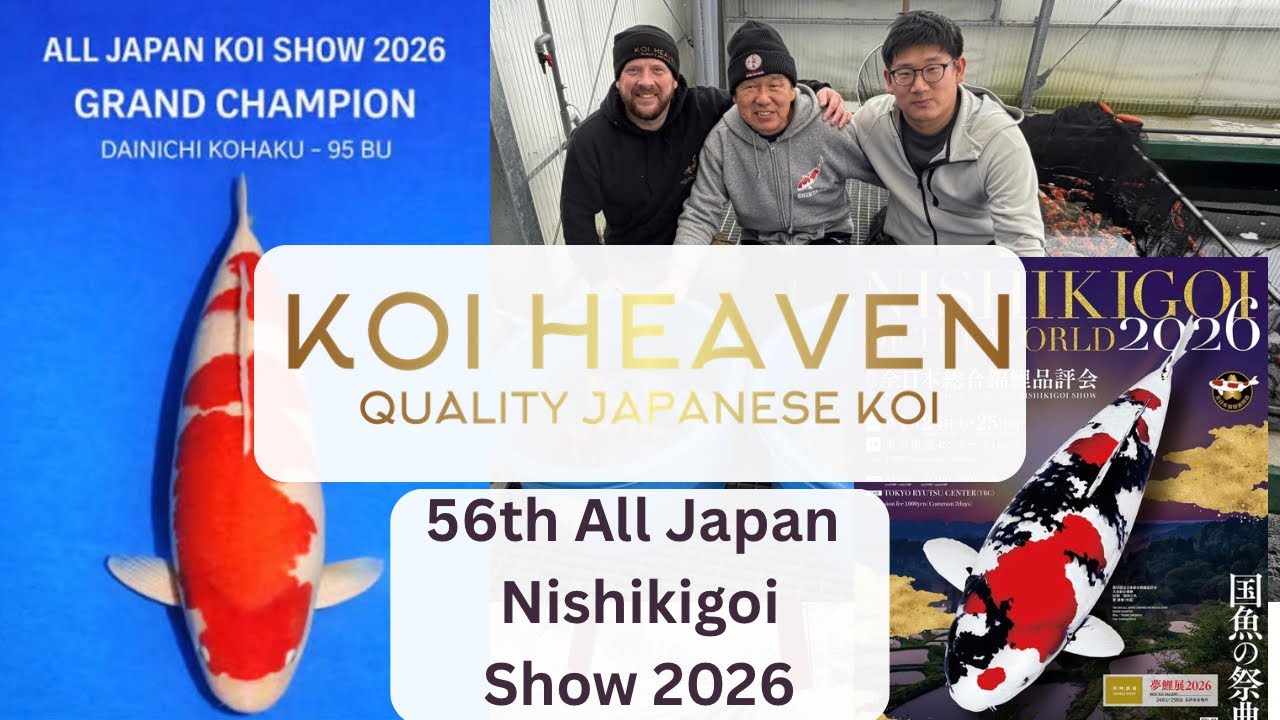 All Japan koi show 2026 