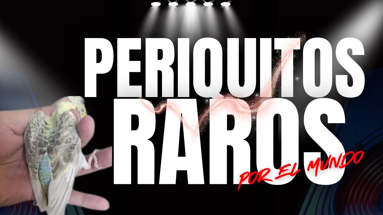 PERIQUITOS RAROS POR EL MUNDO EPISODIO 26