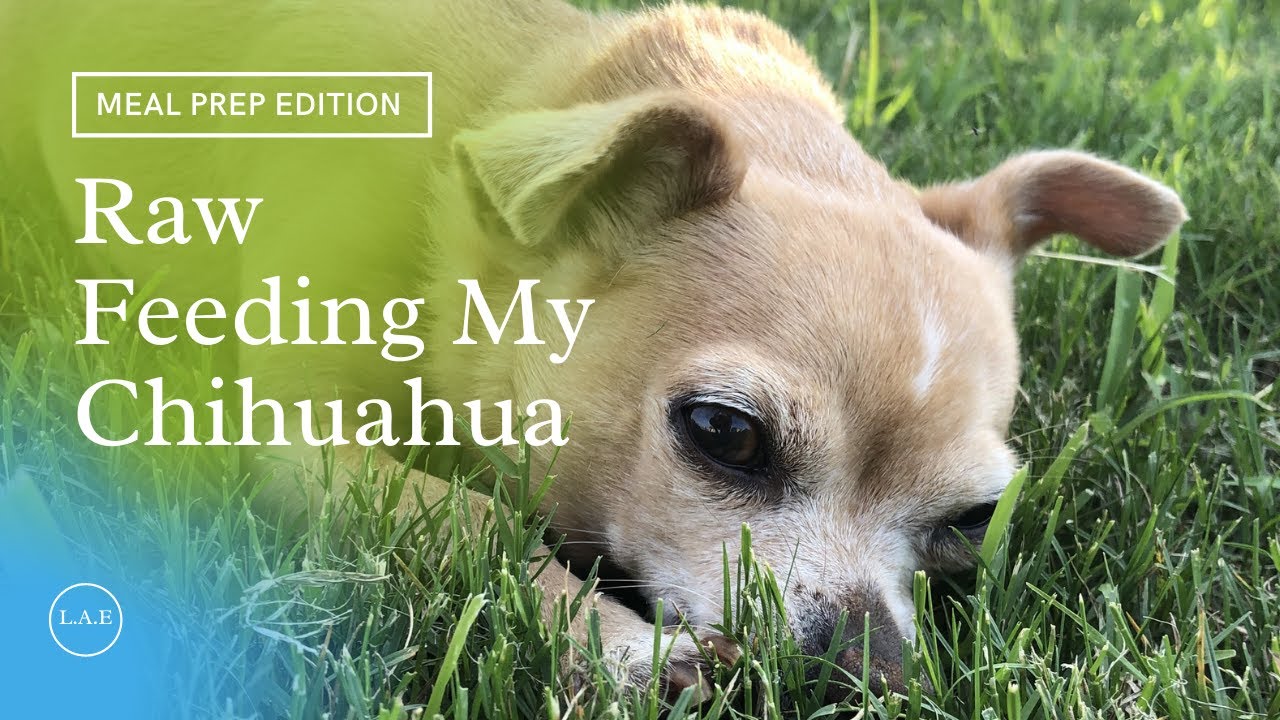 Raw Feeding My Chihuahua