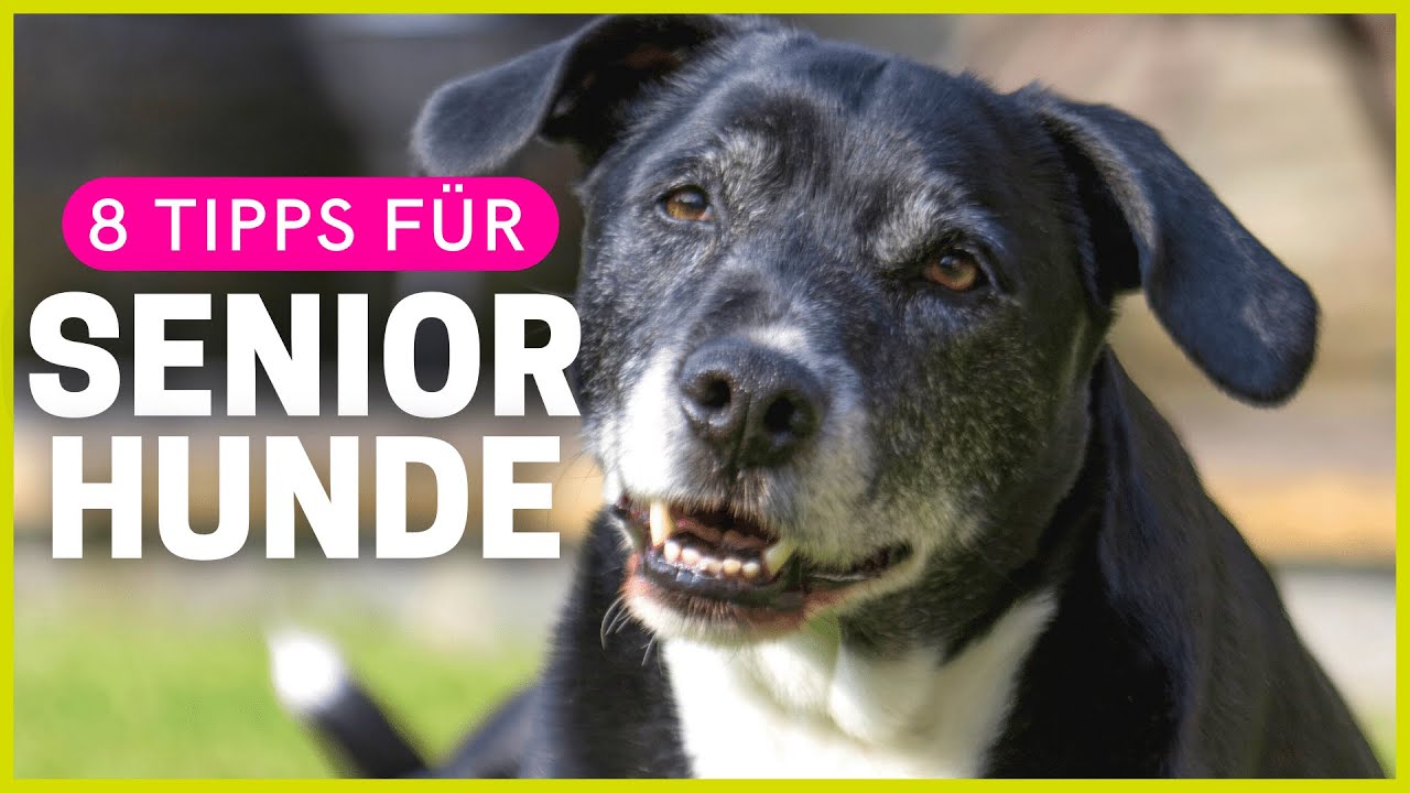 8 Tipps, die alten Hunden das Leben erleichtern!