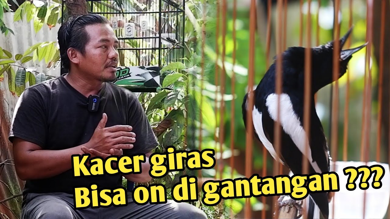 Cara buat Kacer giras on di gantangan by Chan kasep