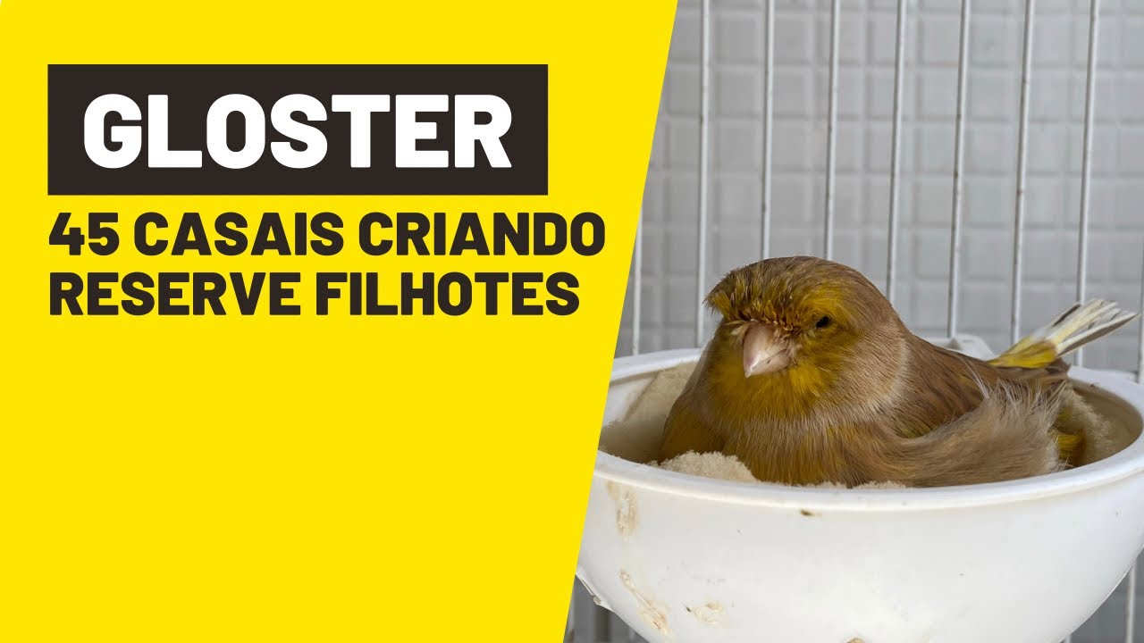 200 FILHOTES DE CANÁRIO GLOSTER#ninhodocanario