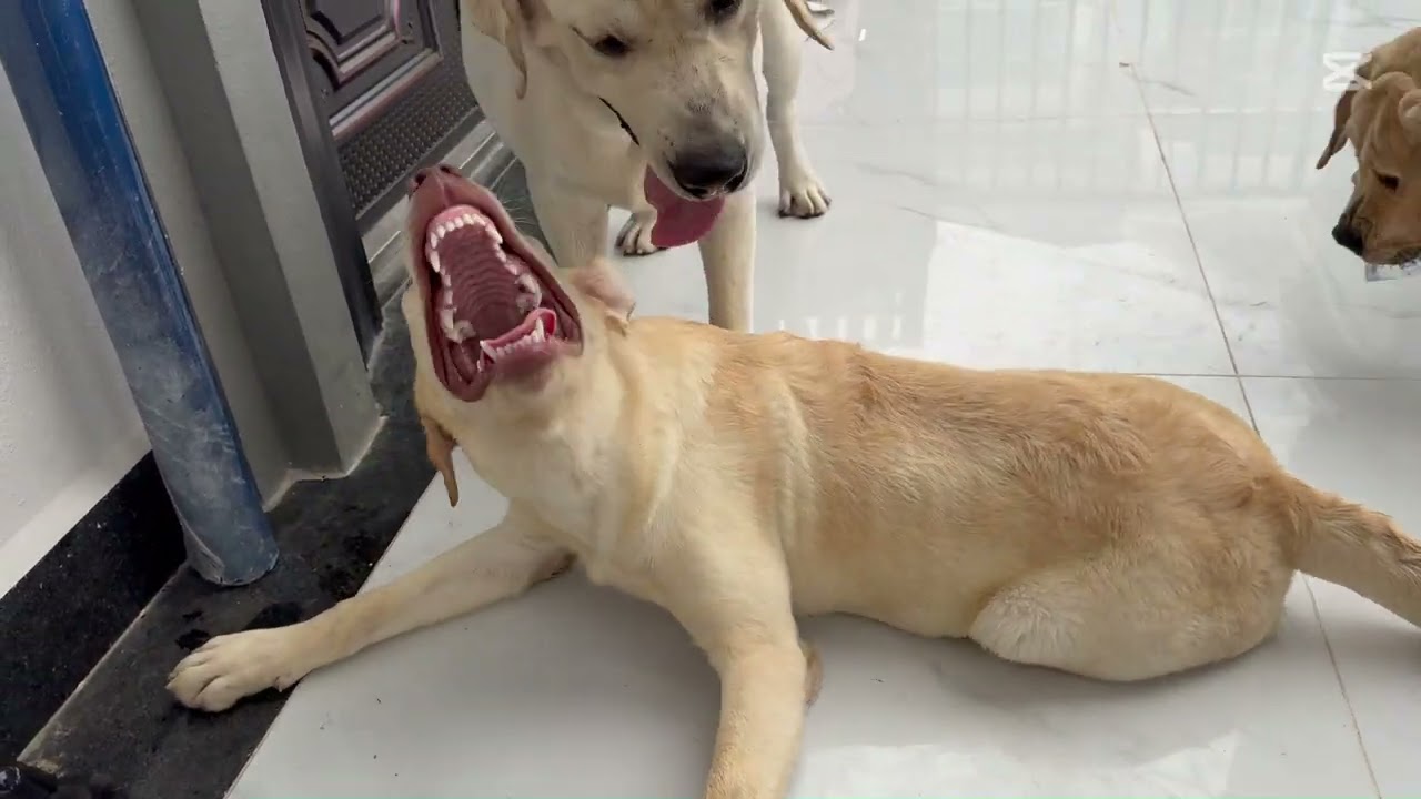 Cute Dog Retrievers Turn Into HAPPY PUDDLES During Luxury Bath Time