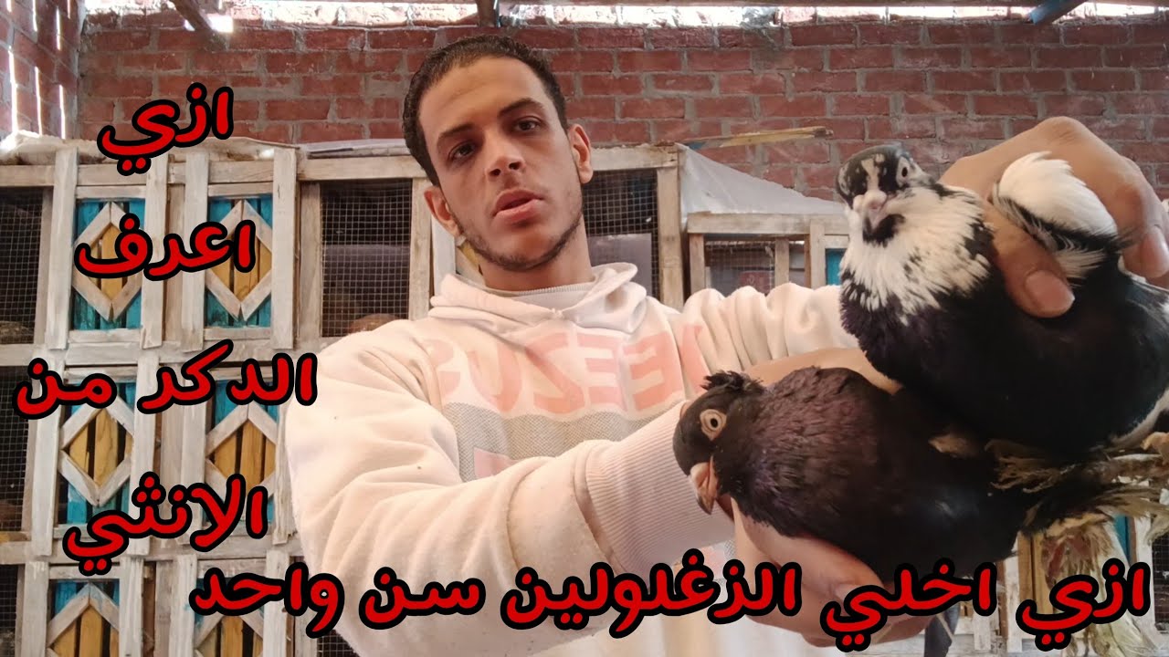 ازي اخالي الحمام يطلع الزغلولين سن واحد وازي اعرف الذكرمن الاثني#شريف_ غاوي _حمام _غوزار 