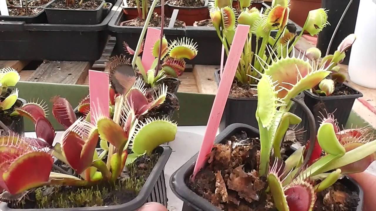 Cultivares de Dionaea 2/2