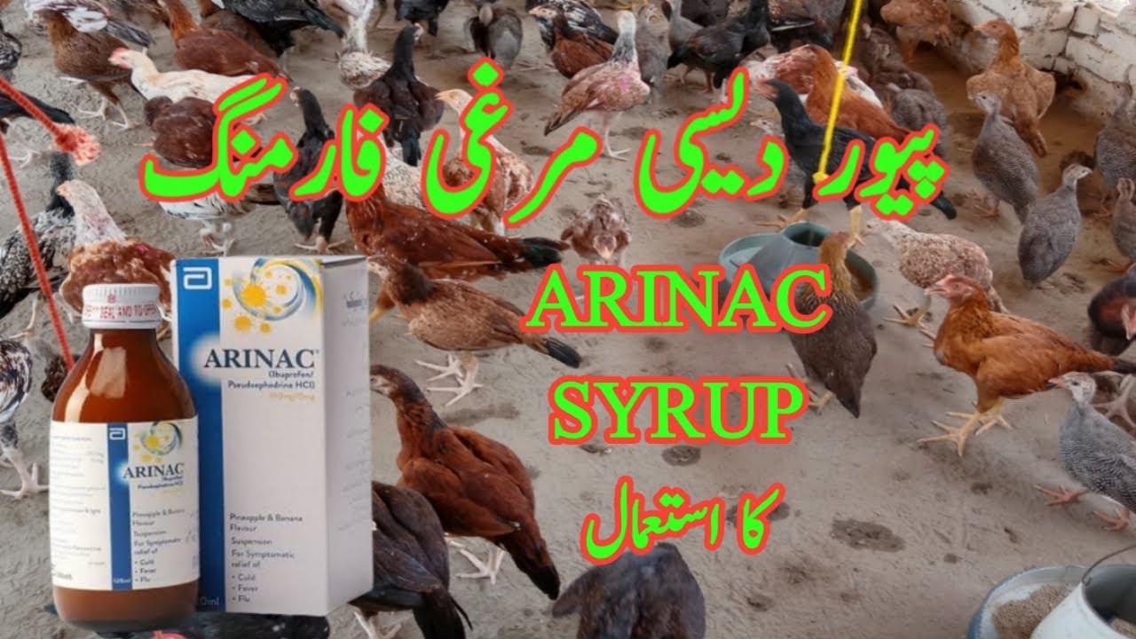 Boosting Aseel & Desi Murgi Palan|ARINAC Syrup The Ultimate Solution for Chicks Fever