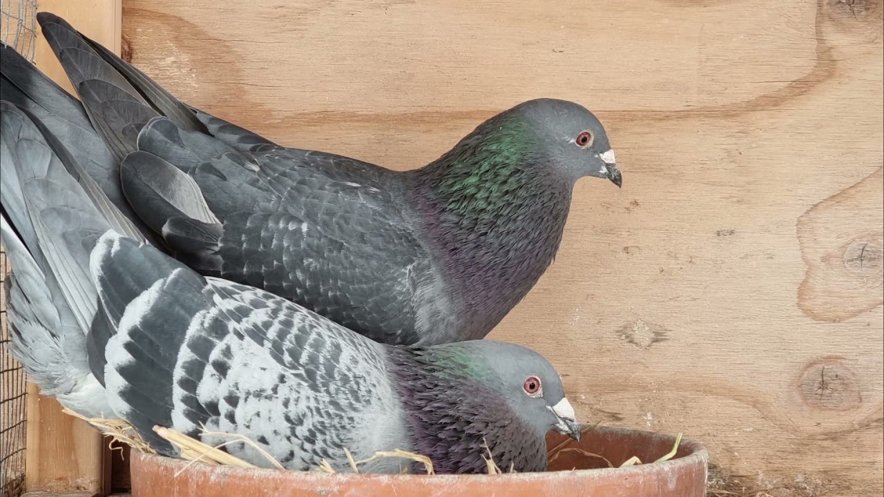 Racing Pigeon - Topfed Lofts Melbourne, Australia