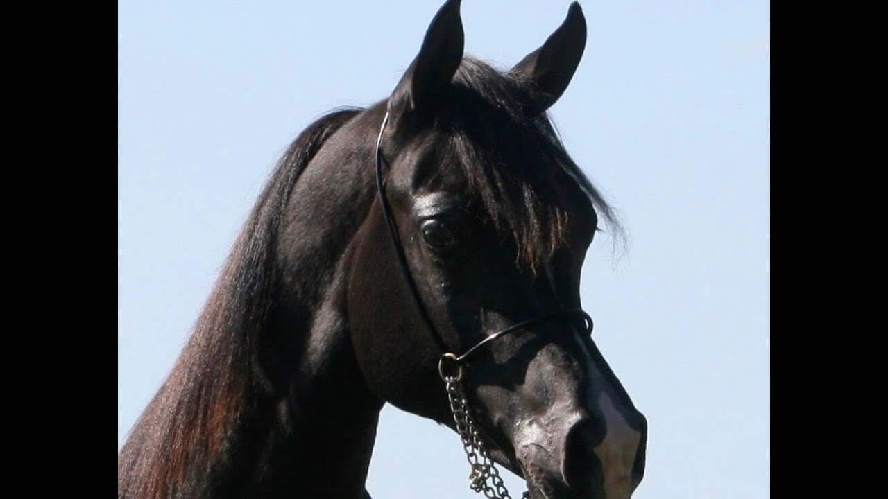 Black STRAIGHT EGYPTIAN Arabian Stallion - AZ Chromium - USA