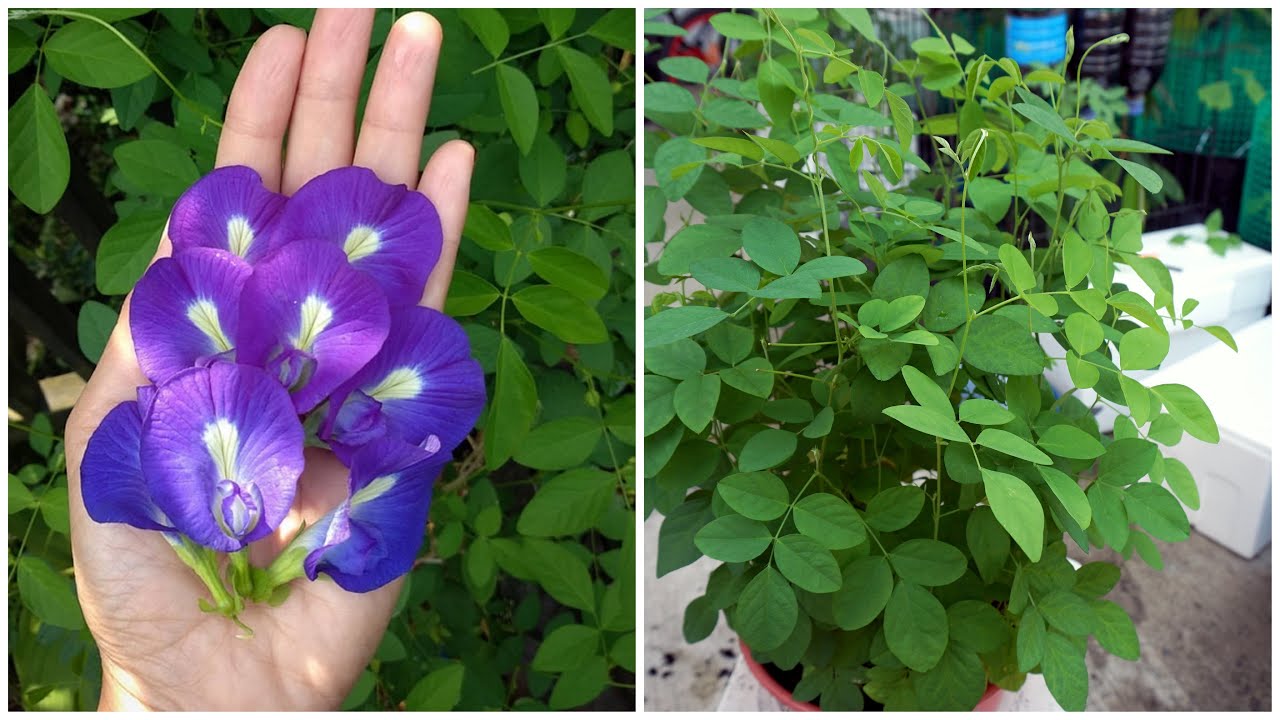 How To Grow Butterfly Blue Pea | Cara Semai Biji Bunga Telang