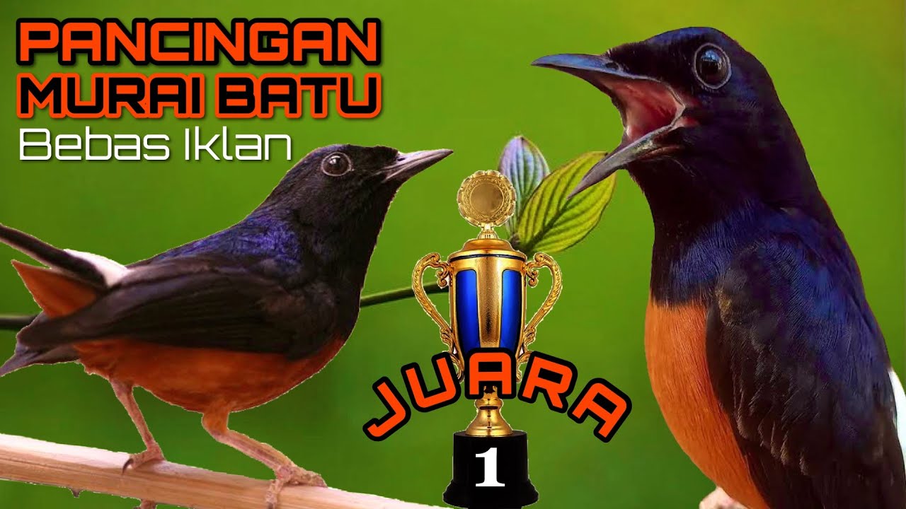 MASTERAN MURAI BATU BIKIN LAWAN EMOSI DURASI PANJANG GACOR