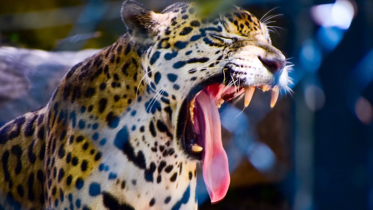 Rugido de apertura en el Zoológico de Barranquilla