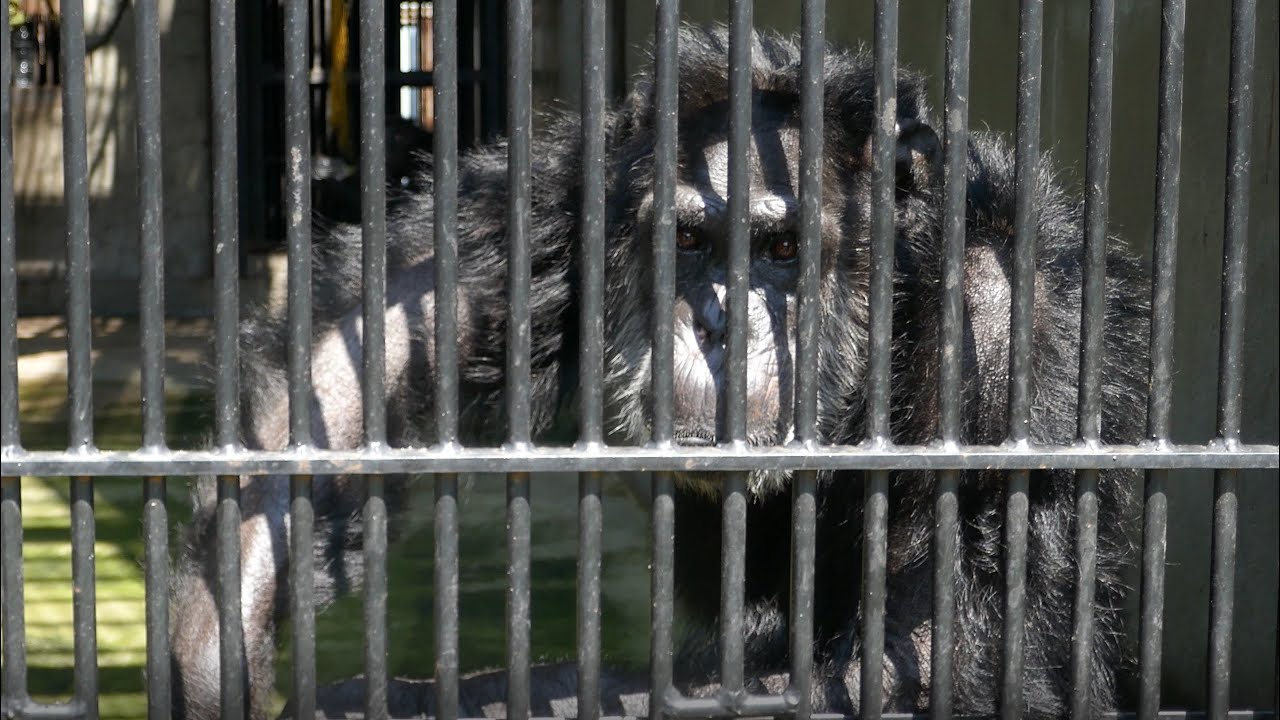 昭和時代にタイムスリップ！宇都宮動物園　チンパンジー　４K(Gorilla,Orautatan,Chimpanzee,Animal,Zoo)