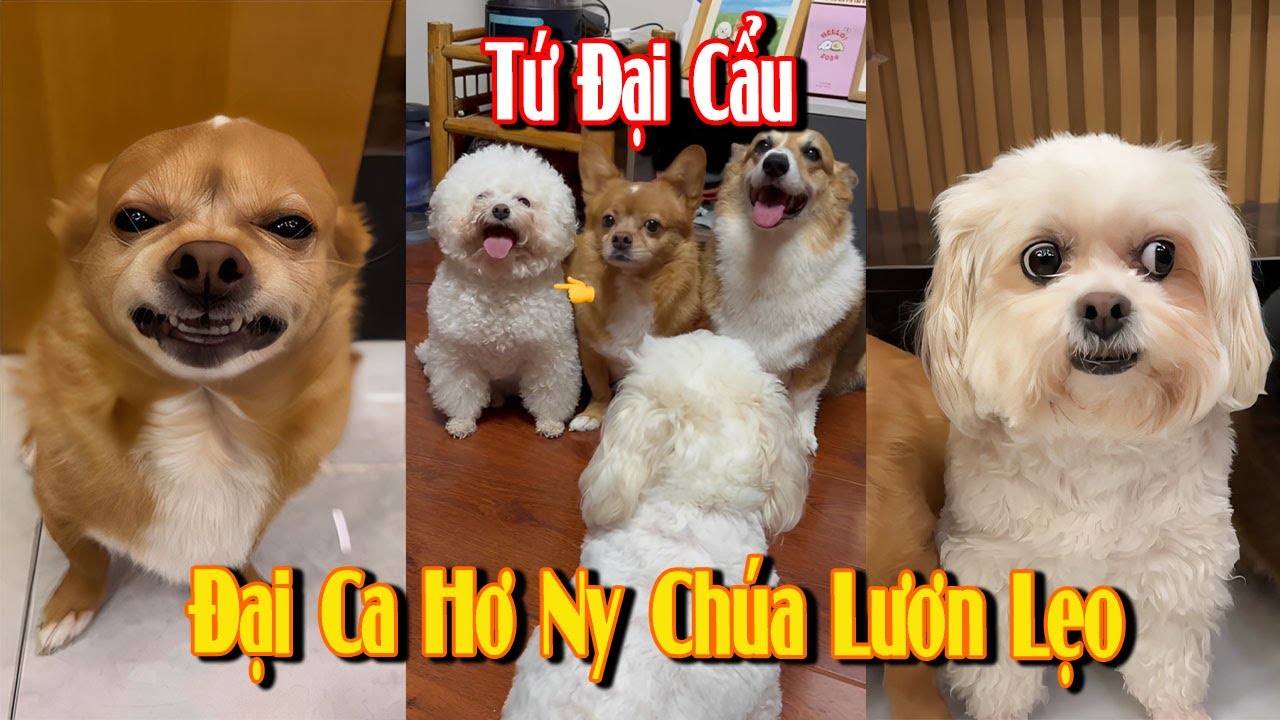 Tứ Đại Cẩu | Hơ Ny Chúa Lươn Lẹo 👍🤣 #Shorts #ThuCung #ChoMeoDrama #meouo6868
