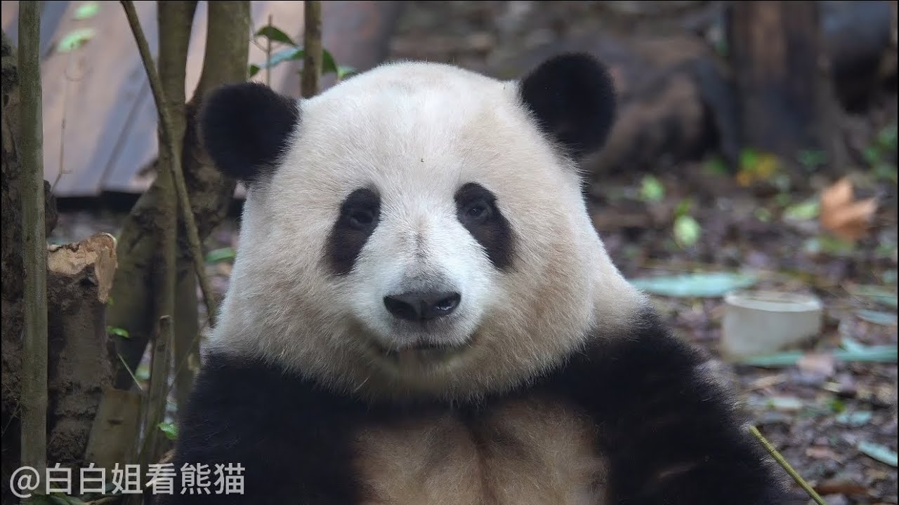 花花叶子吃吃喝喝玩玩睡睡！开心极了😂😂
