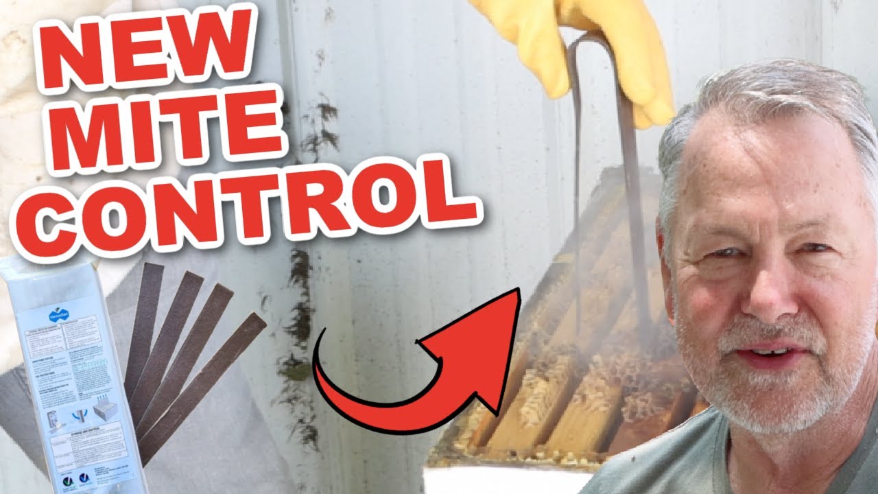 Beekeeping | VARROXSAN MITE CONTROL TREATMENT - Game Changer