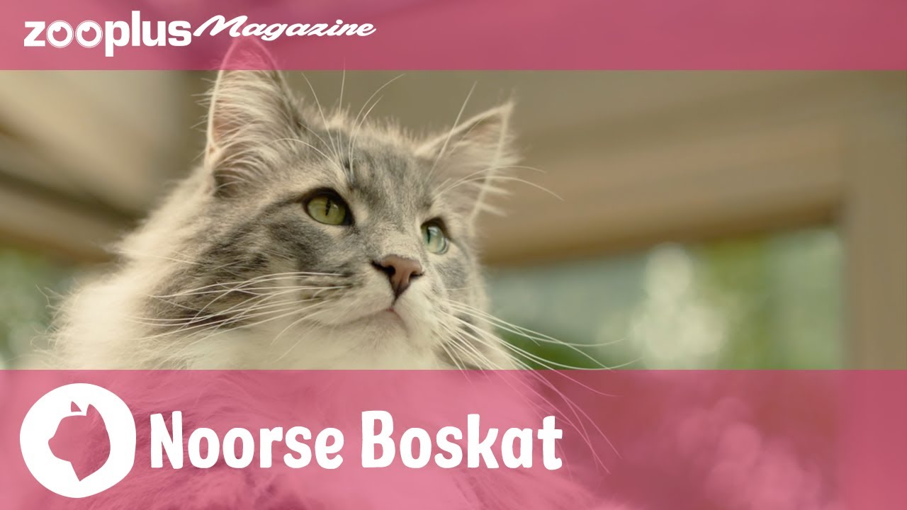 Noorse Boskat: Alles &uuml;ber die sch&ouml;ne Langhaarmieze