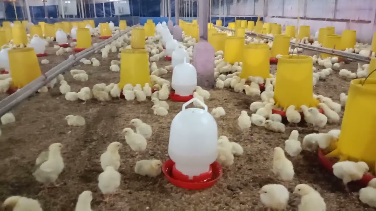 Ayam boiler umur 2 hari lagi pada makan malam