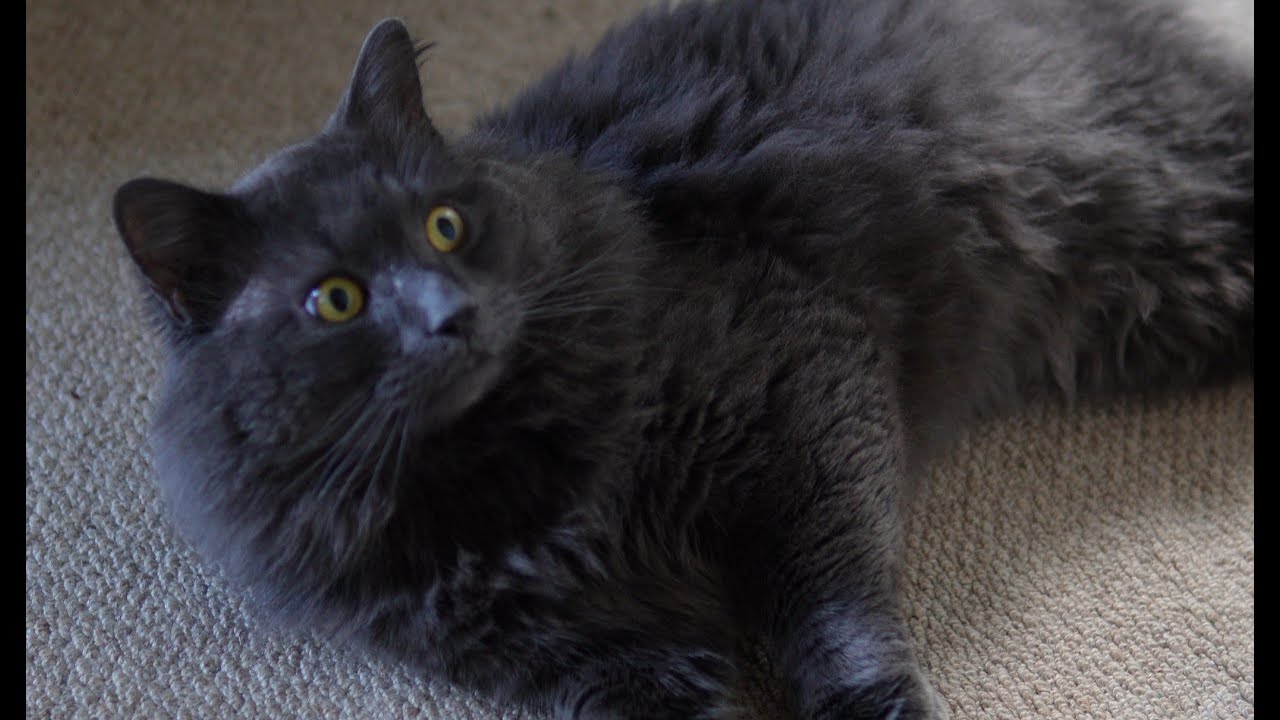 blue maine coon short hair