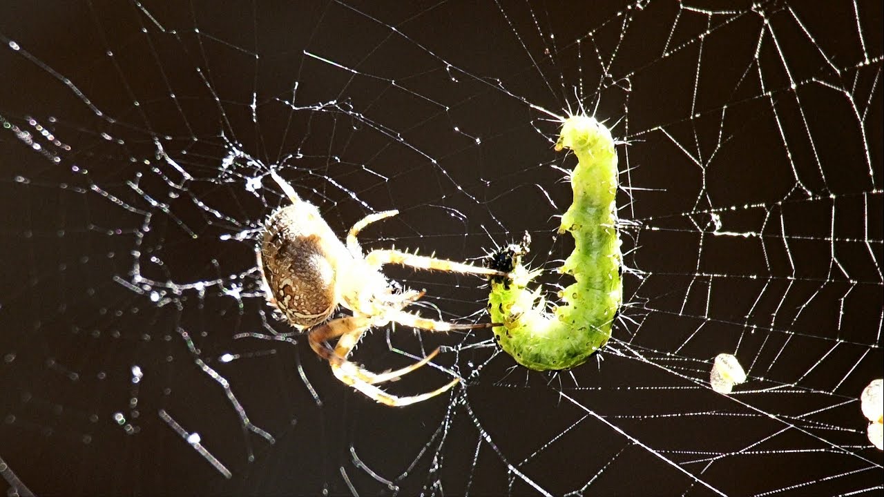 🕷️ The Cross Spider at Work 🕷️ The World of Spiders 🕷️ 4 🕷️ Araneus Diadematus 🕷️